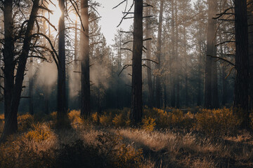 Fototapeta premium Foggy morning in a wildlife forest in California. 