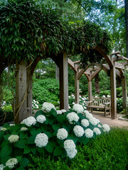 Garden Trellis with Hydrangeas 