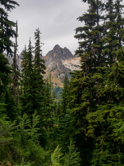 Mountains framed by Pines