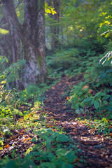 Fototapeta premium 富山県上市町にある雪が積もった晩秋のクズバ山の登山道から剣岳、大日岳、猫又山などを見る風景 A view of Mt. Kuzuba with snow on the trail in late autumn in Kamiichi Town, Toyama Prefecture, looking at Mt.Tsurugi, Mount Dainichi.