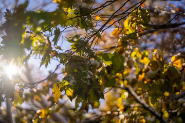富山県上市町にある雪が積もった晩秋のクズバ山の登山道から剣岳、大日岳、猫又山などを見る風景 A view of Mt. Kuzuba with snow on the trail in late autumn in Kamiichi Town, Toyama Prefecture, looking at Mt.Tsurugi, Mount Dainichi.