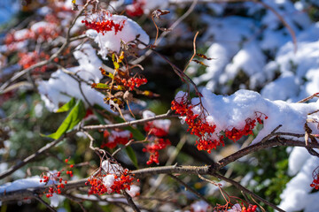 富山県上市町にある雪が積もった晩秋のクズバ山の登山道から剣岳、大日岳、猫又山などを見る風景 A view of Mt. Kuzuba with snow on the trail in late autumn in Kamiichi Town, Toyama Prefecture, looking at Mt.Tsurugi, Mount Dainichi.