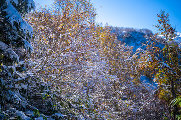 富山県上市町にある雪が積もった晩秋のクズバ山の登山道から剣岳、大日岳、猫又山などを見る風景 A view of Mt. Kuzuba with snow on the trail in late autumn in Kamiichi Town, Toyama Prefecture, looking at Mt.Tsurugi, Mount Dainichi.