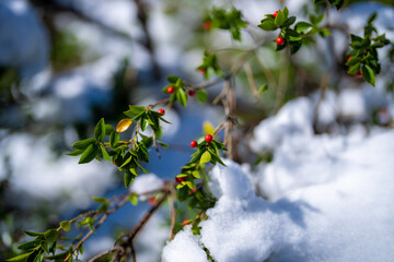 富山県上市町にある雪が積もった晩秋のクズバ山の登山道から剣岳、大日岳、猫又山などを見る風景 A view of Mt. Kuzuba with snow on the trail in late autumn in Kamiichi Town, Toyama Prefecture, looking at Mt.Tsurugi, Mount Dainichi.