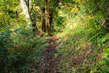 富山県上市町にある雪が積もった晩秋のクズバ山の登山道から剣岳、大日岳、猫又山などを見る風景 A view of Mt. Kuzuba with snow on the trail in late autumn in Kamiichi Town, Toyama Prefecture, looking at Mt.Tsurugi, Mount Dainichi.