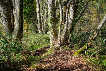 富山県上市町にある雪が積もった晩秋のクズバ山の登山道から剣岳、大日岳、猫又山などを見る風景 A view of Mt. Kuzuba with snow on the trail in late autumn in Kamiichi Town, Toyama Prefecture, looking at Mt.Tsurugi, Mount Dainichi.