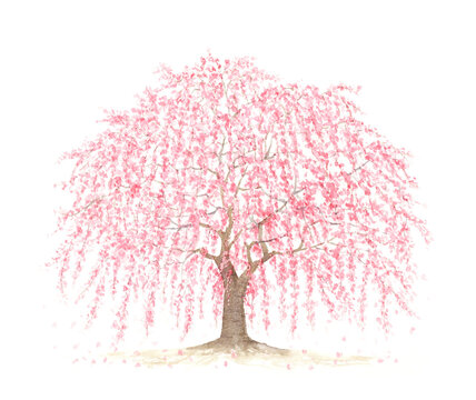 桜の木 Images Browse 21 024 Stock Photos Vectors And Video Adobe Stock