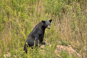 Wildlife