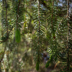 Norway spruce close up at Maritime Heritage Park in Bellingham Washington during Summer. European spruce, common spruce.