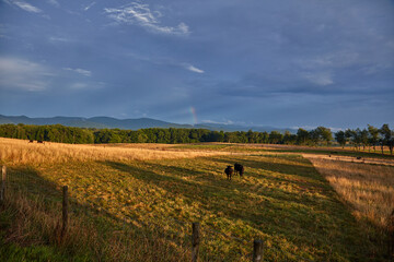 Fototapeta na wymiar Virginia Countryside