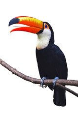 Toucan Toco bird.