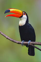 Toucan Toco bird.