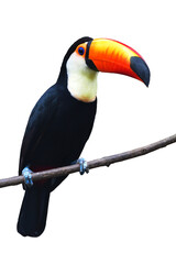 The Toucan Toco (Ramphastos toco) perching on a branch isolated on white background.
