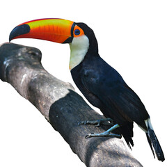 Toucan Toco bird.