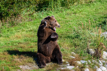 Large brown bear sitting up on his haunches with a paw up and waving, Brooks River, Katmai National Park, Alaska
