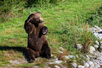 Large brown bear sitting up on his haunches with a paw up and waving, Brooks River, Katmai National Park, Alaska
