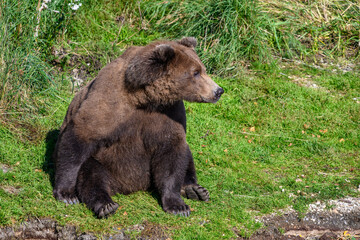 Obraz na płótnie Canvas Large brown bear sitting on the bank of the Brooks River on a sunny day, Katmai National Park, Alaska 