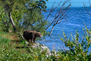 Large brown bear standing on the edge of the Brooks River looking for salmon, Katmai National Park, Alaska
