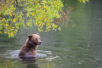 Alaskan brown bear sitting in the Brooks River waiting for salmon, Katmai National Park, Alaska
