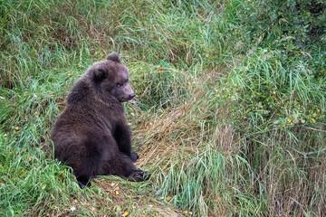 Naklejka na ściany i meble Baby brown bear cub sitting in tall grass with tongue out on the banks of the Brooks River, Katmai National Park, Alaska 