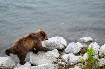 Fototapeta premium Young Alaskan brown bear cub walking over rocks on the edge of the Brooks River, Katmai National Park, Alaska 