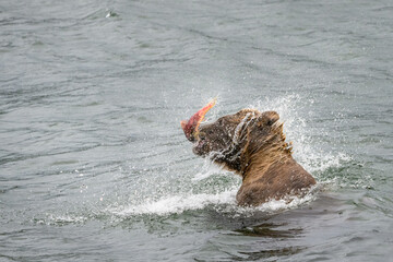 Alaskan brown bear sitting in the Brooks River shaking water off head with fresh caught salmon in mouth, Katmai National Park, Alaska
