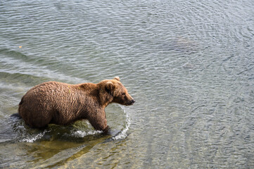 Light brown colored Alaskan brown bear with blond ears walking in the Brooks River, Katmai National...
