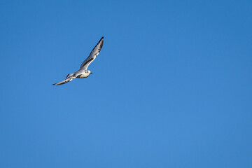 Obraz premium Short-Billed Gull, formerly a Mew Gull, flying in a clear blue sky, Katmai National Park, Alaska 