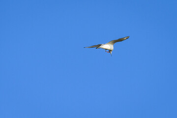 Fototapeta na wymiar Short-Billed Gull, formerly a Mew Gull, flying in a clear blue sky, Katmai National Park, Alaska 