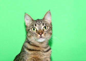 Obraz premium Portrait of an adorable brown tabby kitten with tilted head looking directly at viewer with bright green eyes. Green background with copy space.