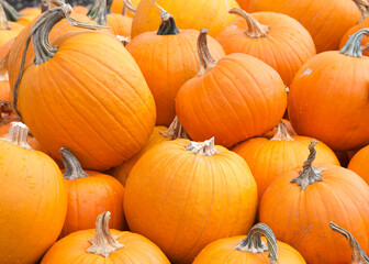 Close up of pile of stacked ripe organic pumpkins in the field. Autumn harvest.