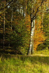Autumn landscape, birches with colorful leaves grow on the edge of the forest. Pine forest, multi-colored palette, 