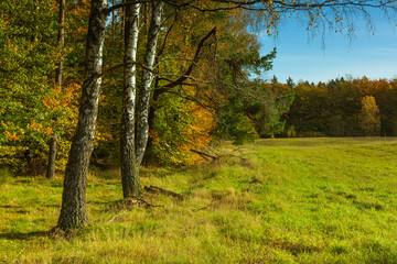 Landscape - the edge of the forest. A forest with a predominance of deciduous trees, a multi-colored palette,