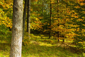 Landscape - the edge of the forest. A forest with a predominance of deciduous trees, a multi-colored palette,