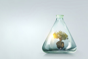 Tree growing inside clear glass bottle