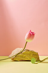 Front view of pink lotus with stone object for abstract in pink background for advertising ,...