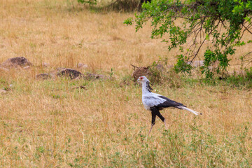 Secretarybird or secretary bird (Sagittarius serpentarius) walking in Serengeti national park, Tanzania