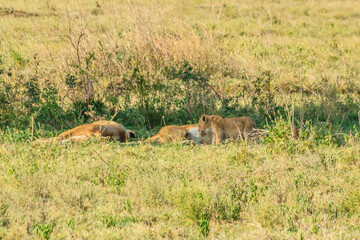 Lioness (Panthera leo) nursing her lion cubs in savannah in Serengeti national park, Tanzania