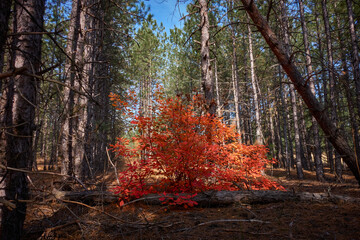 A tree with red leaves grows in the middle of a coniferous forest surrounded by pine trees. A fallen tree lies nearby.
