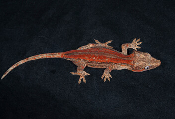 Gargoyle Gecko on black background