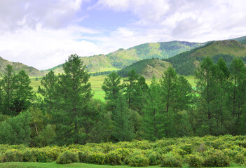 Trees in the Altai mountain valley
