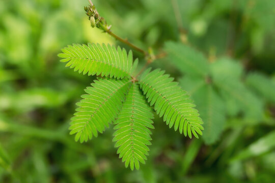 A sensitive compound leaf of Mimosa pudica - sensitive plant, shame plant, touch-me-not.