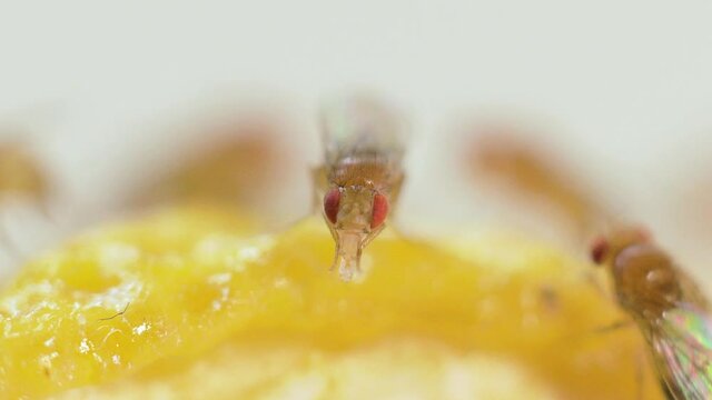 Extreme macro shot of a fruit fly regurgitating saliva to break down fruit before eating.