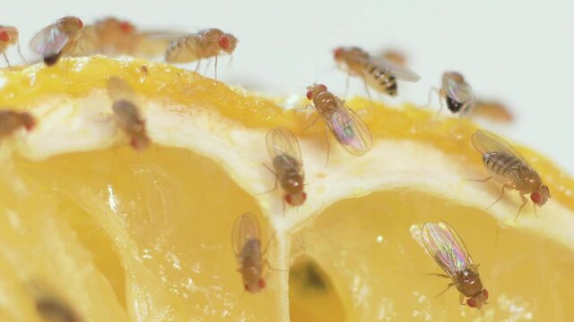 Fruit flies cleaning themselves in macro.