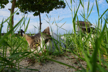 沖縄の砂浜に横たわるネコ