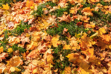 Background of the autumn maple leaves