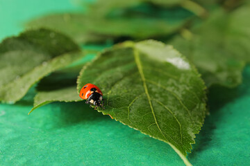 Wet plant branch and ladybird on color background