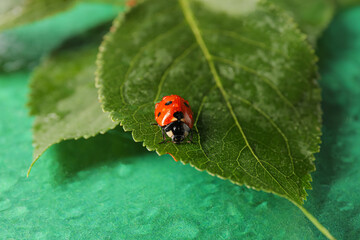 Wet plant branch and cute ladybug on color background