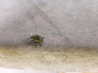 bug on the ground
