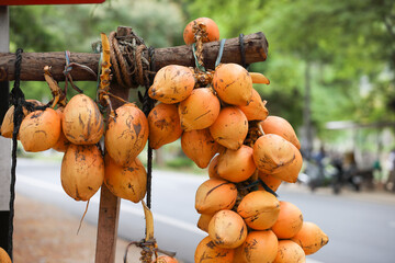 Tender coconuts are hanging in road side shop 
